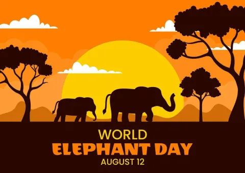 Time to Talk About The Elephants 